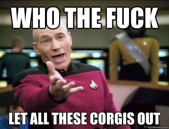 Who the fuck let all these corgis out  Annoyed Picard HD