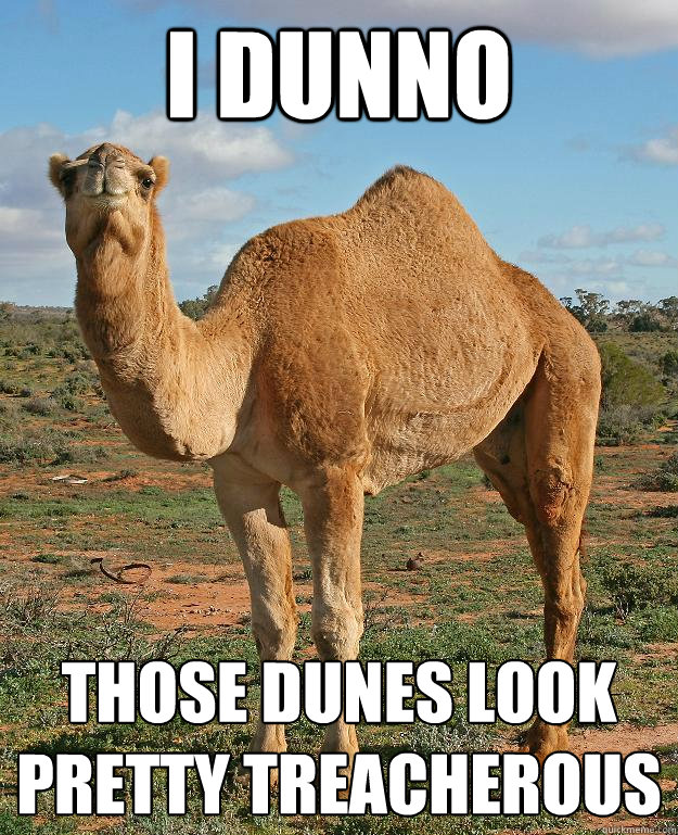 i dunno those dunes look pretty treacherous - i dunno those dunes look pretty treacherous  Cautious Camel