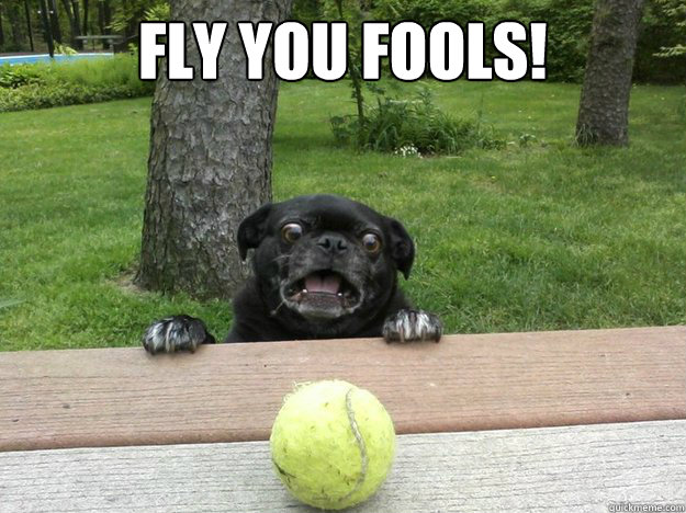 Fly you fools!   Berks Dog