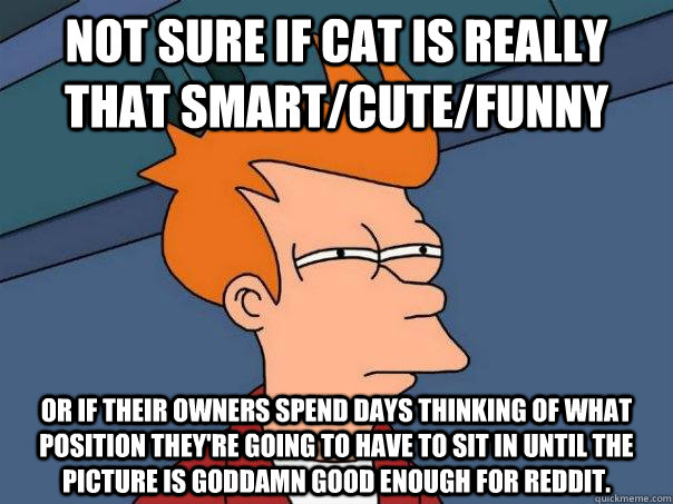 Not sure if cat is really that smart/cute/funny Or if their owners spend days thinking of what position they're going to have to sit in until the picture is goddamn good enough for Reddit. - Not sure if cat is really that smart/cute/funny Or if their owners spend days thinking of what position they're going to have to sit in until the picture is goddamn good enough for Reddit.  Futurama Fry