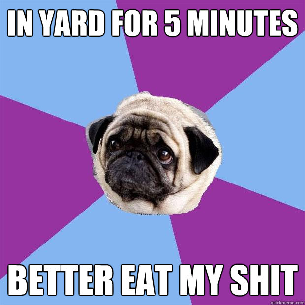 in yard for 5 minutes better eat my shit  Lonely Pug