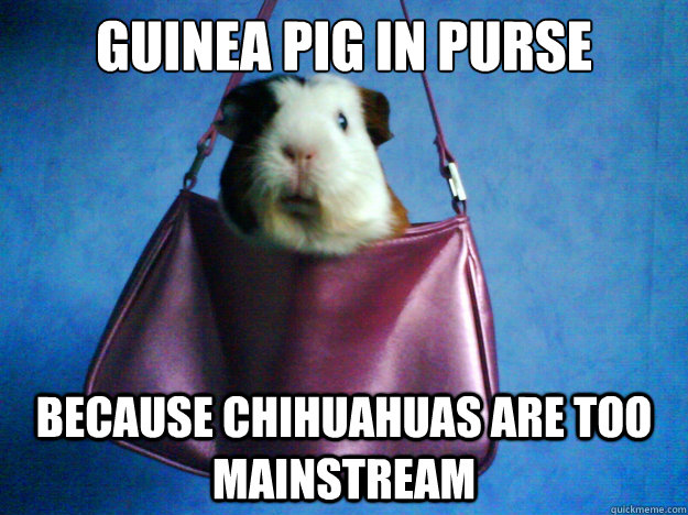 Guinea pig in purse Because chihuahuas are too mainstream  Hipster guinea pig