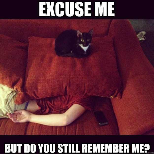 EXCUSE ME but Do you still remember me?  jealous cat
