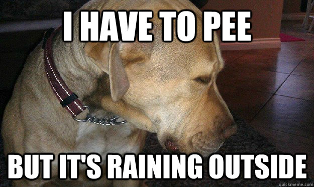 I have to pee But it's raining outside  First World Dog problems