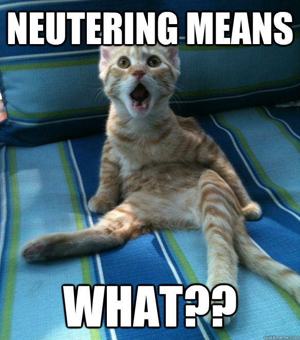 neutering means WHAT?? - neutering means WHAT??  Catastrophe Cat