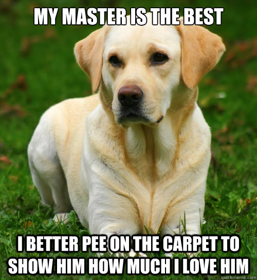 My master is the best I better pee on the carpet to show him how much i love him  Dog Logic