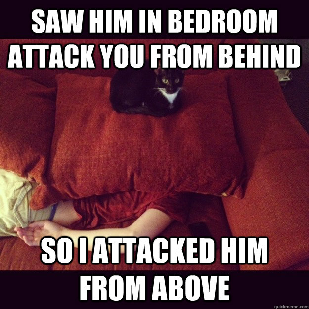saw him in bedroom attack you from behind so i attacked him from above  jealous cat
