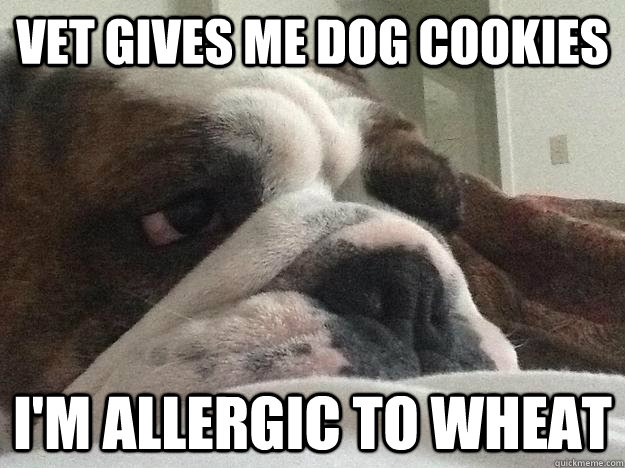 vet gives me dog cookies i'm allergic to wheat  First World Dog problems