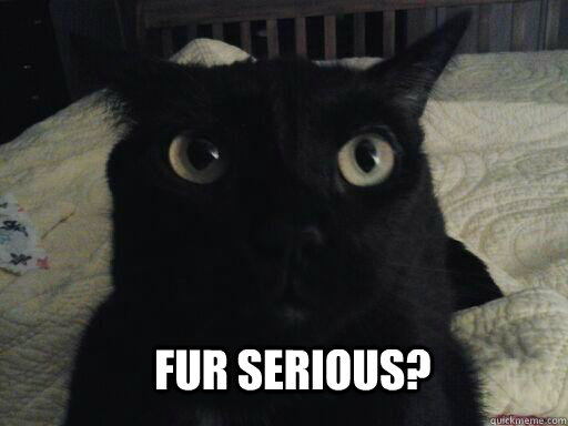 Fur Serious? - Fur Serious?  Serious Cat