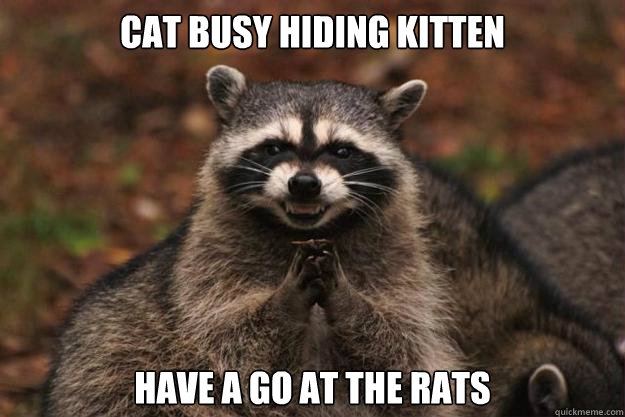 Cat busy hiding kitten have a go at the rats   Evil Plotting Raccoon