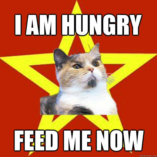I am hungry Feed me now Lenin Cat quickmeme