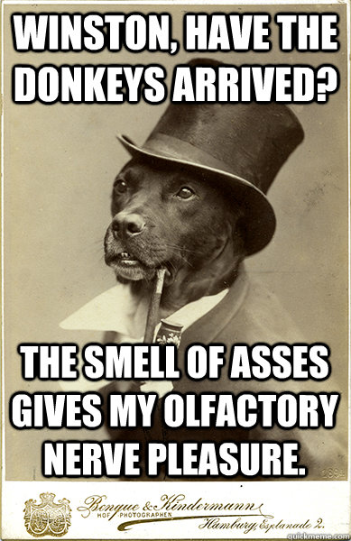 winston, please inform me the moment the new carpet has been installed. i would very much like to take a shat on it. - winston, please inform me the moment the new carpet has been installed. i would very much like to take a shat on it.  Old Money Dog