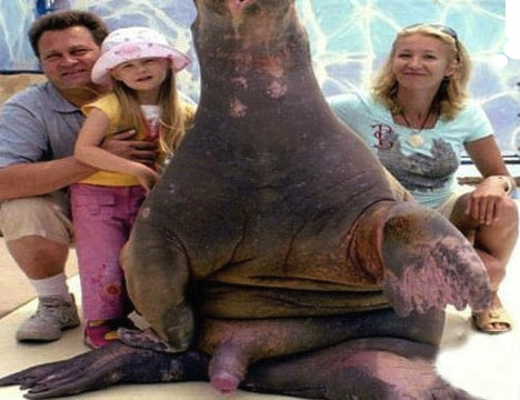 No, Sweetie, Daddy's Penis
Is Not That Big! 
 - No, Sweetie, Daddy's Penis
Is Not That Big! 
  Happy Walrus