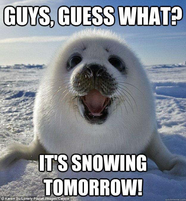 Guys, guess what? it's snowing tomorrow!  Easily Pleased Seal