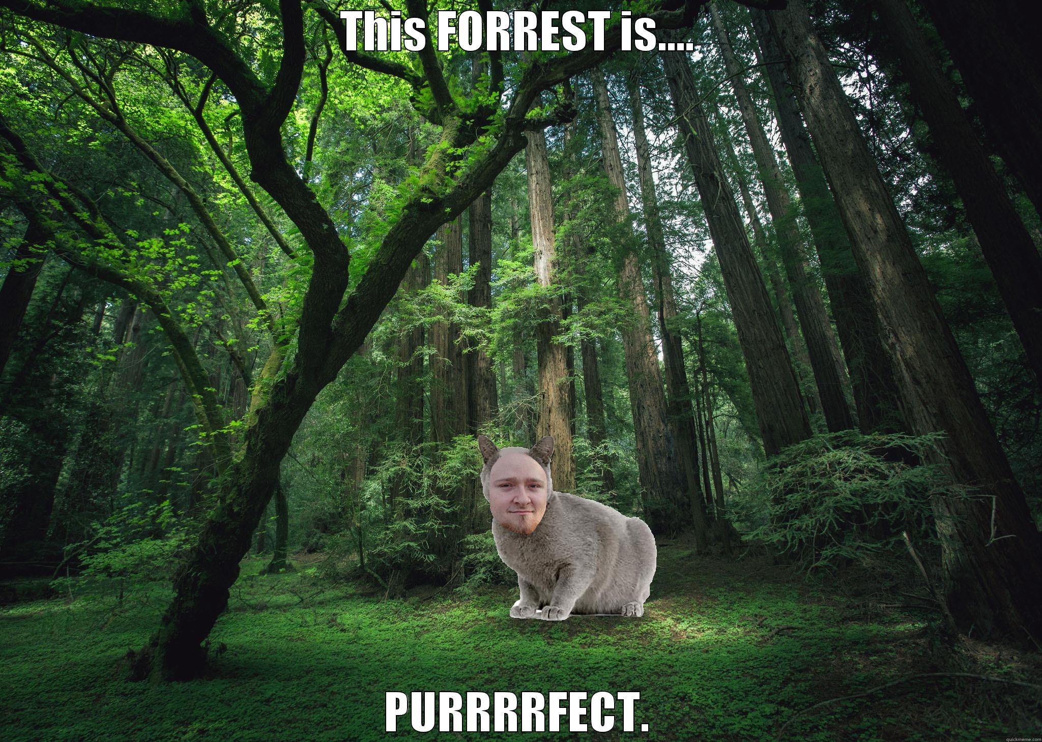 THIS FORREST IS.... PURRRRFECT. Misc