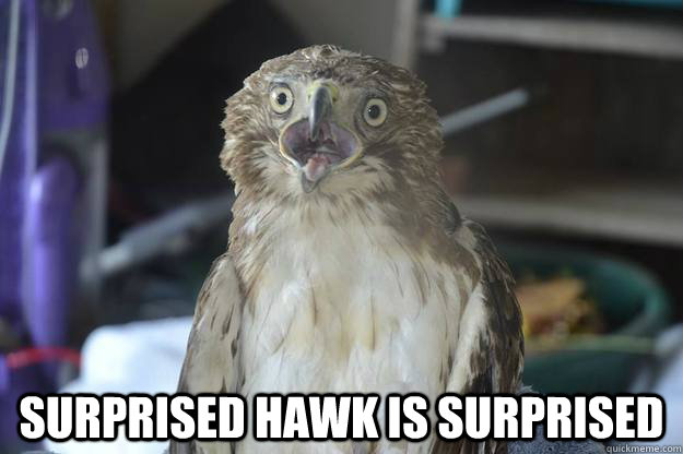  Surprised hawk is surprised -  Surprised hawk is surprised  Surprised Hawk