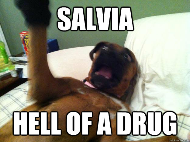 Salvia  Hell of a drug   salvia meme