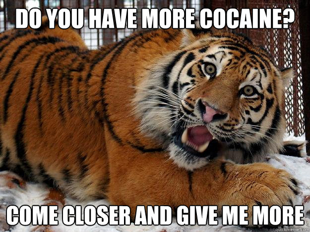 Do you have more cocaine? Come closer and give me more - Do you have more cocaine? Come closer and give me more  Fascinated Tiger