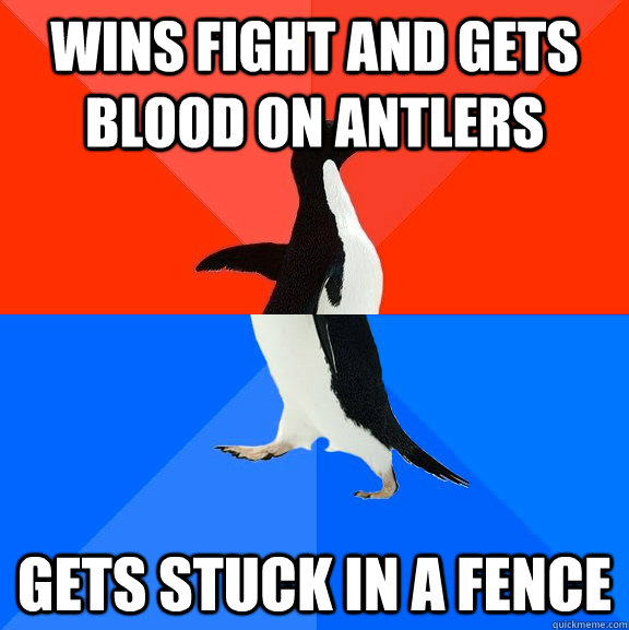 Wins fight and gets blood on antlers gets stuck in a fence  Socially Awesome Awkward Penguin