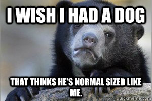 I wish i had a dog that thinks he's normal sized like me.  Confession Bear on Facebook