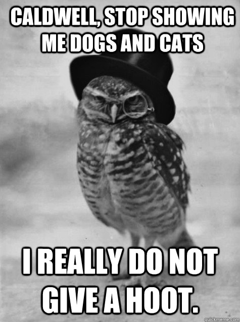 Caldwell, stop showing me dogs and cats I really do not give a hoot. - Caldwell, stop showing me dogs and cats I really do not give a hoot.  Classy Owl