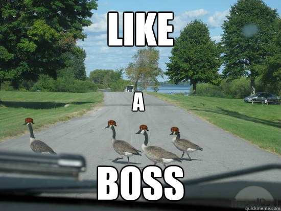 Like Boss a  Scumbag Geese
