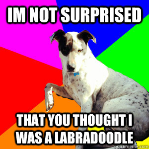 im not surprised that you thought i was a labradoodle - im not surprised that you thought i was a labradoodle  Fancy Dog