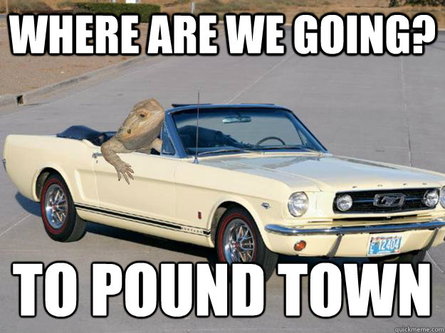 where are we going? TO POUND TOWN
  Pickup Dragon