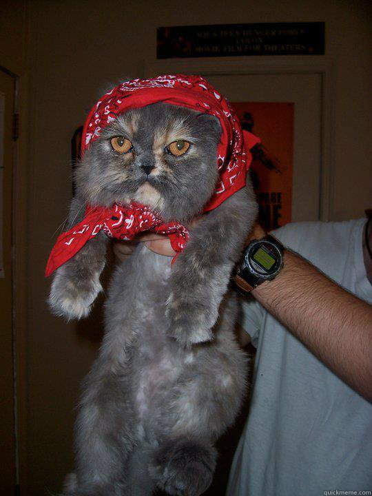   -    Soviet Cat