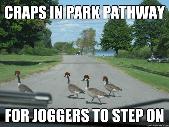 Craps in park Pathway For Joggers to step on  Scumbag Geese