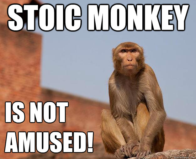 Stoic Monkey is not amused! - Stoic Monkey is not amused!  Stoic Monkey
