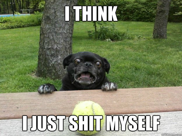 i think i just shit myself  Berks Dog