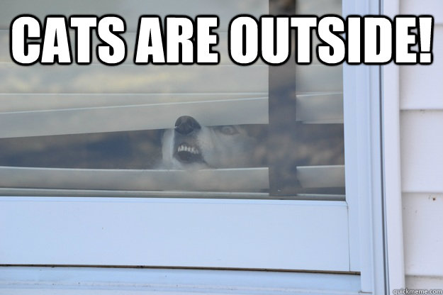 Cats are outside!  - Cats are outside!   Misc