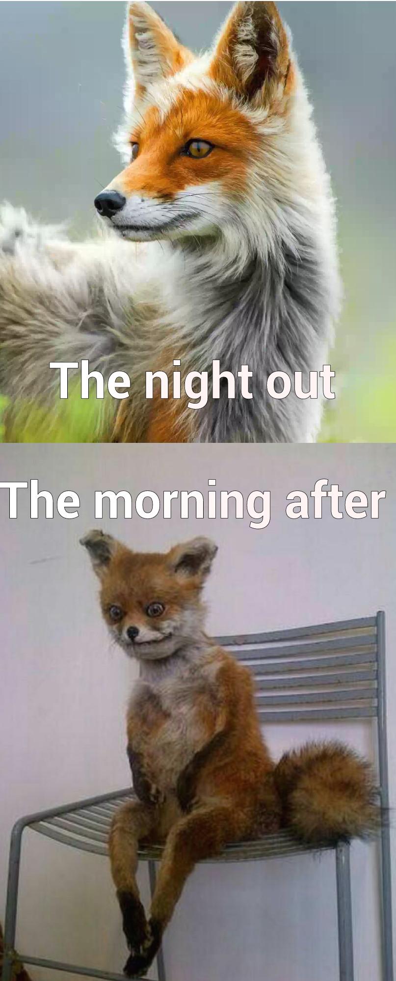 The night out Vs The morning after -   Misc