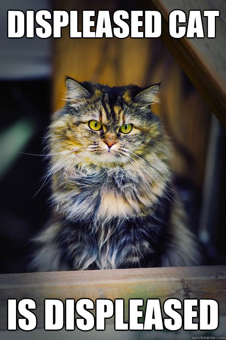 Displeased Cat is displeased  Displeased Cat