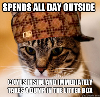 Spends all day outside Comes inside and immediately takes a dump in the litter box  Scumbag Cat
