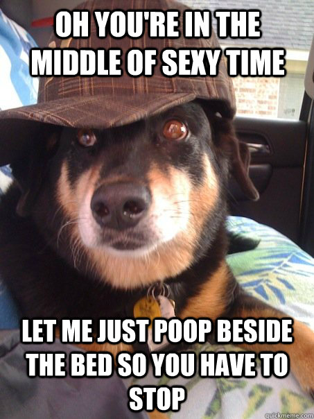 oh you're in the middle of sexy time let me just poop beside the bed so you have to stop  Scumbag dog
