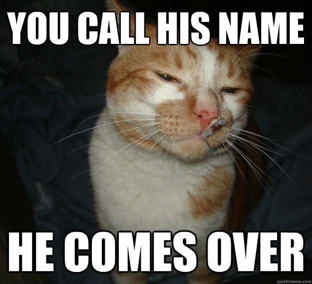 you call his name he comes over  Cool Cat Craig