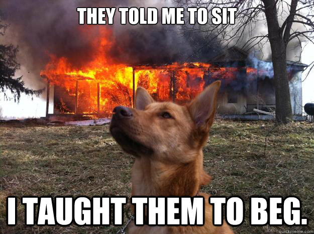 They told me to sit I taught them to beg.  Bad Dog
