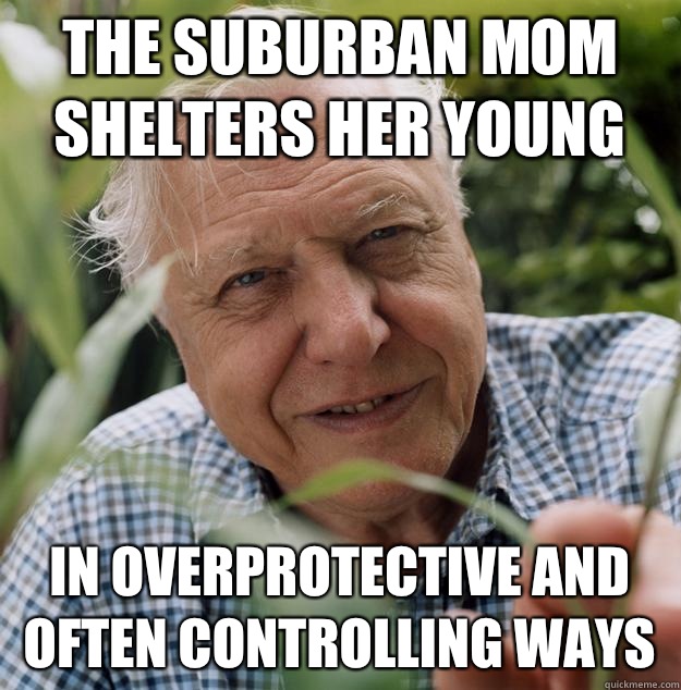 The suburban mom shelters her young In overProtective and often Controlling ways - The suburban mom shelters her young In overProtective and often Controlling ways  Urban Attenborough