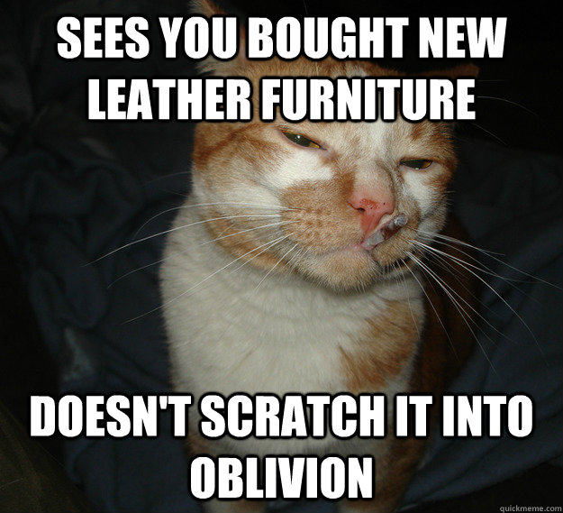 Sees you bought new leather furniture Doesn't scratch it into oblivion   Good Guy Cat