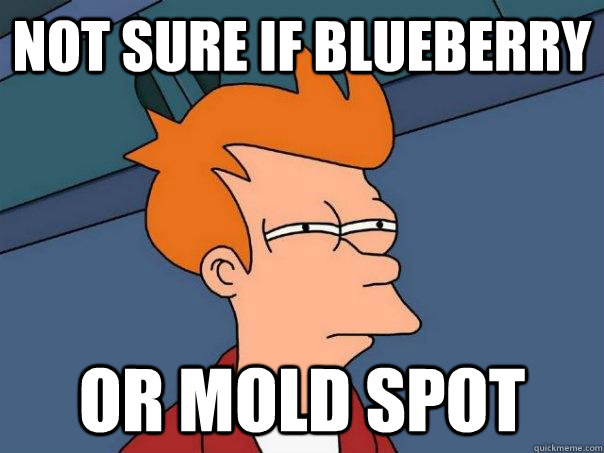 Not sure if blueberry Or mold spot  Futurama Fry