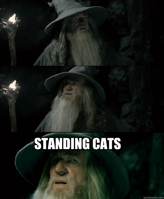   Standing Cats  Confused Gandalf