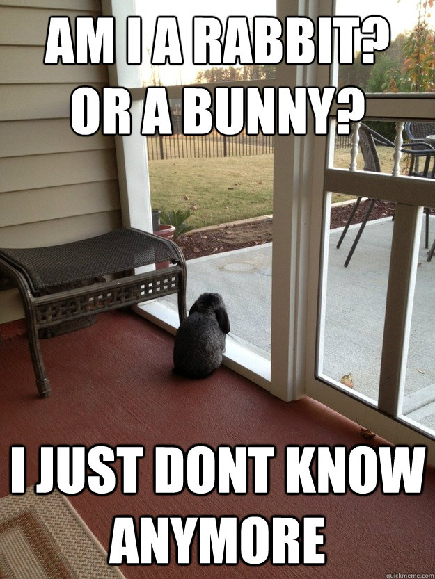 AM I A RABBIT?
OR A BUNNY? I JUST DONT KNOW ANYMORE  Facing Reality Bunny