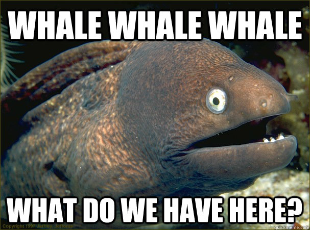 WHALE WHALE WHALE WHAT DO WE HAVE HERE?  Bad Joke Eel
