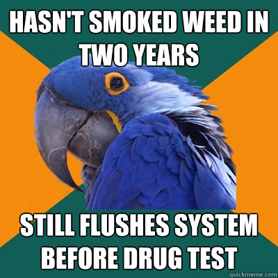 Hasn't smoked weed in two years still flushes system before drug test  Paranoid Parrot