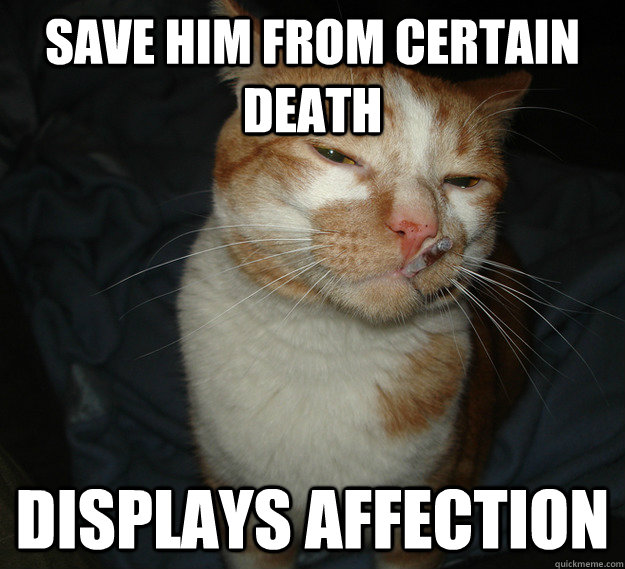 Save him from certain death displays affection  Cool Cat Craig
