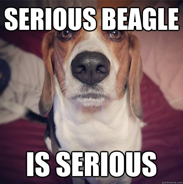 SERIOUS beagle is serious  