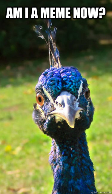 AM I A MEME NOW? - AM I A MEME NOW?  Funny-Face Peacock