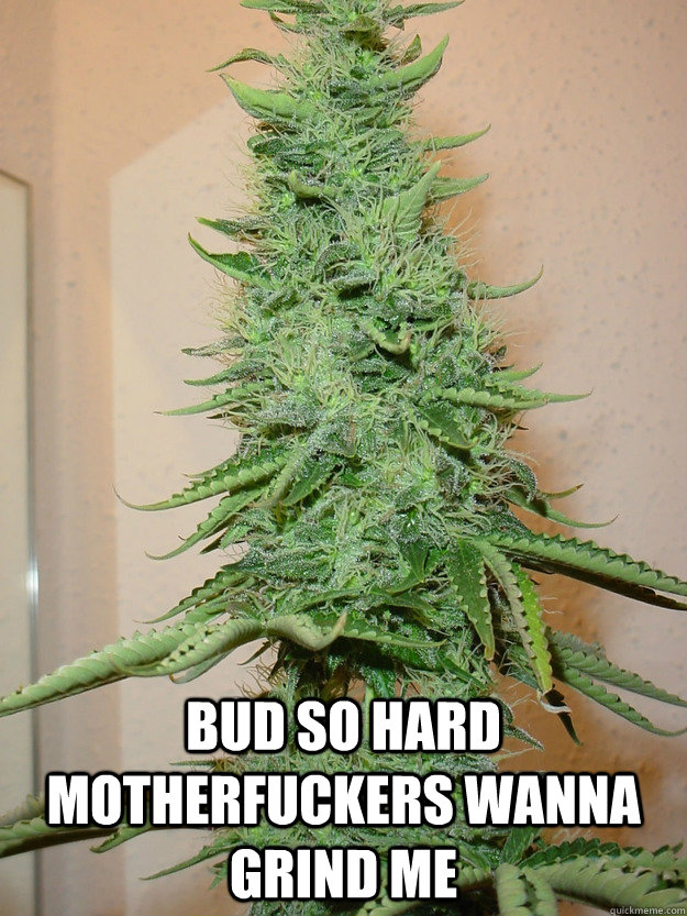  Bud so hard motherfuckers wanna grind me -  Bud so hard motherfuckers wanna grind me  weed